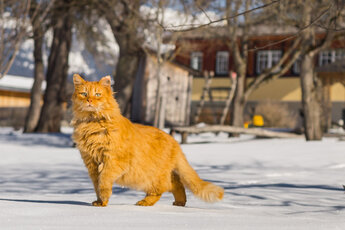Katze am verschneiten Glitschnerhof in Aigen im Ennstal