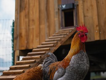 Hahn & Huhn im Glitschnerhof