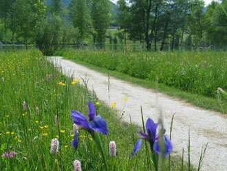 Schwertlilie rund um den Glitschnerhof im Ennstal