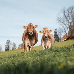 Unsere Kühe auf der Weide