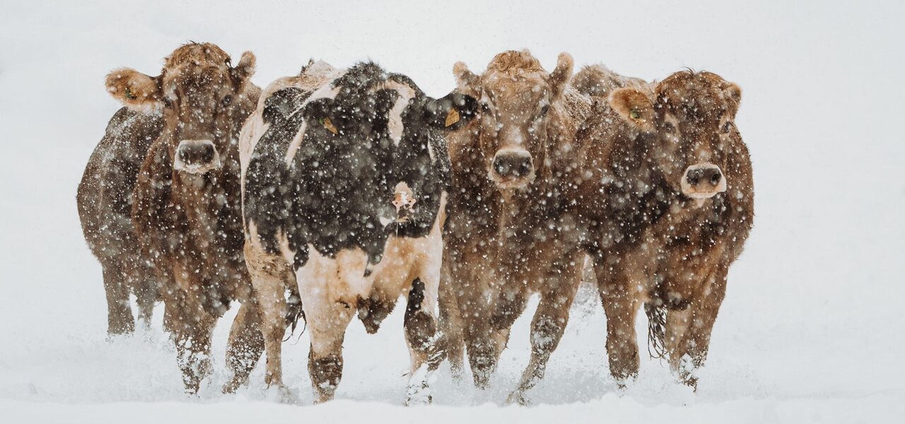 Kühe im Schnee am Glitschnerhof