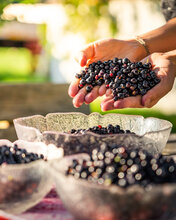 frisches Obst am Glitschnerhof